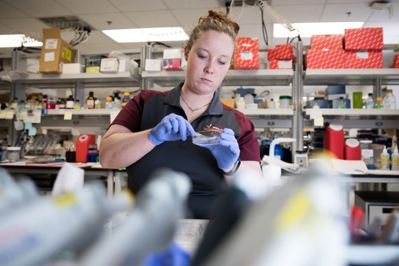 Female graduate student works in a lab with a petri dish in her purple gloved hands.