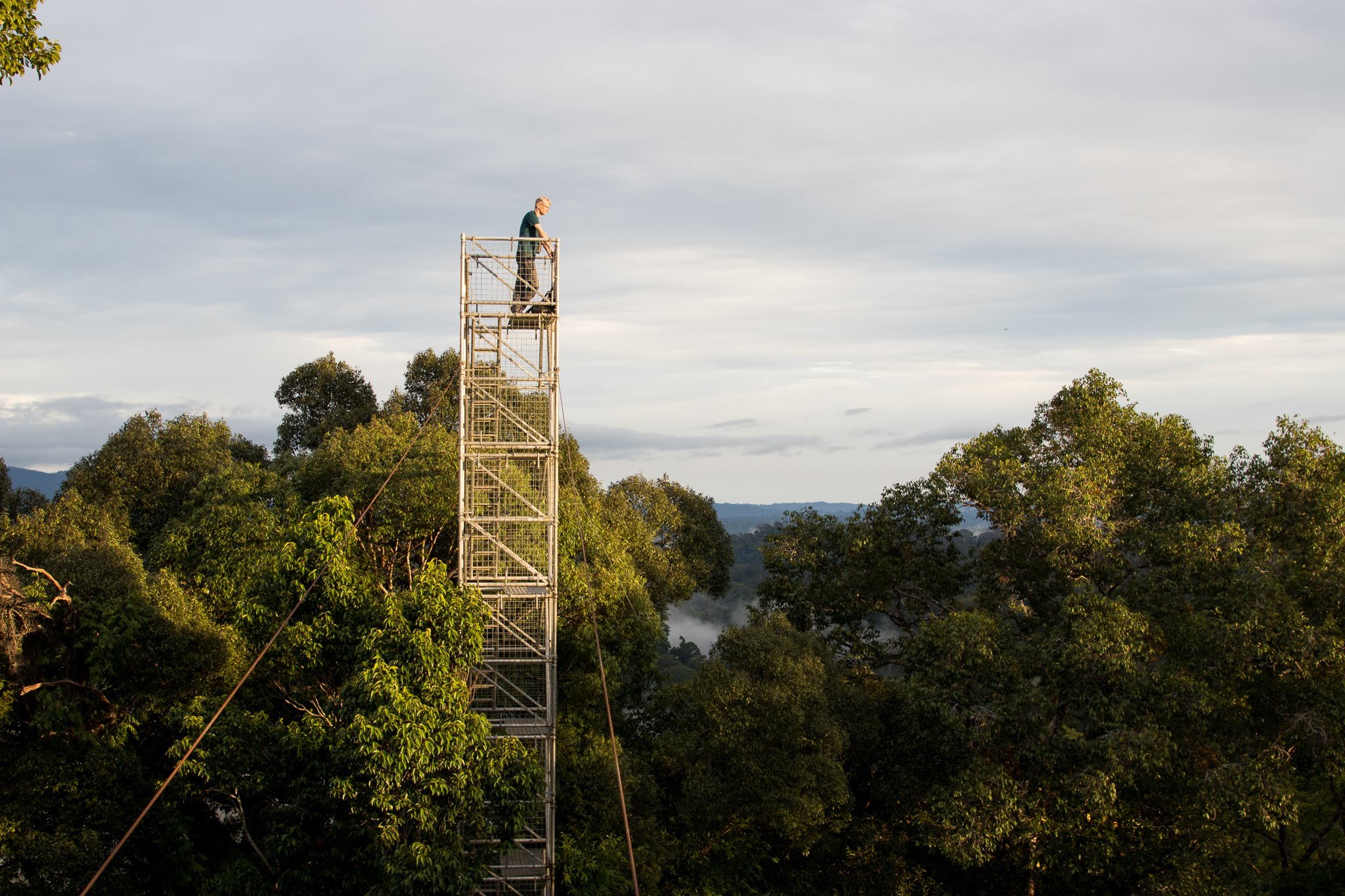 rainforest lookout tower