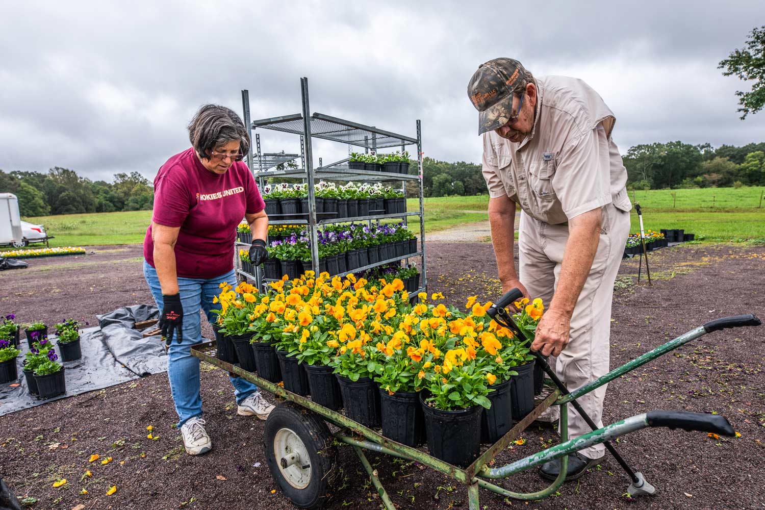 A woman and man lean over a cart filled with planters of orange flowers.