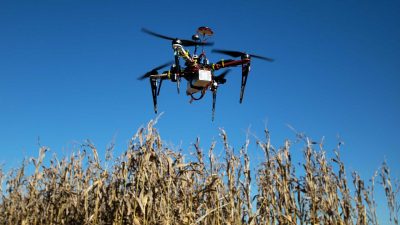 A drone hovers in the air above tall corn stalks.
