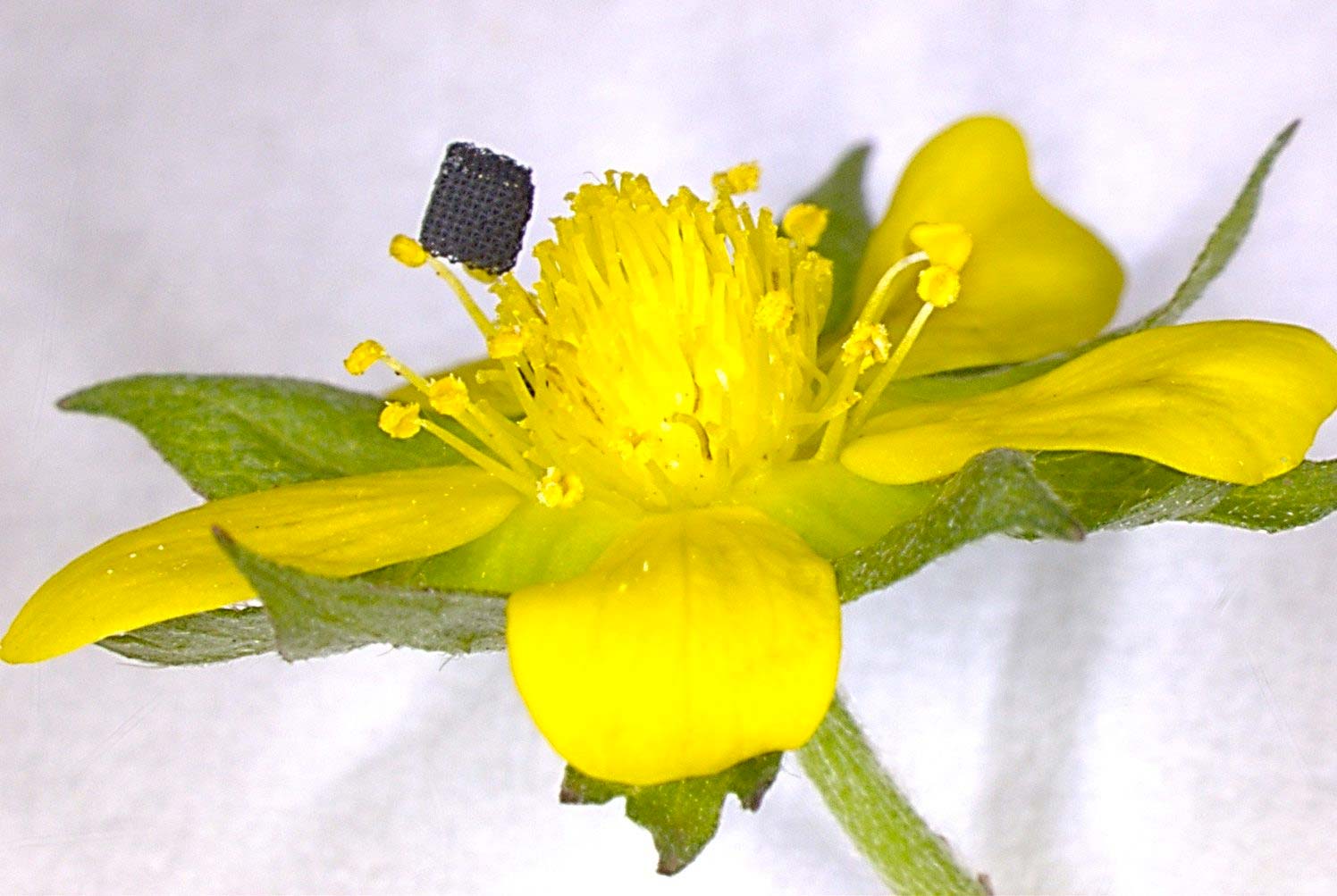 Flower Flower showing how small the material is