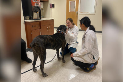 Frida the Cane Corso (at left) with Eli Vickers (at center) and Dr. Joanne Tuohy (at right) in the Veterinary Teaching Hospital