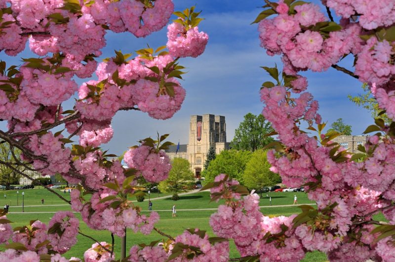 Burruss Hall surrounded by pink flowers