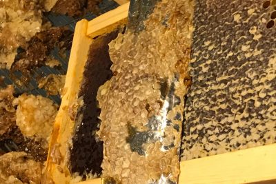 A bee hive showing the honey comb.