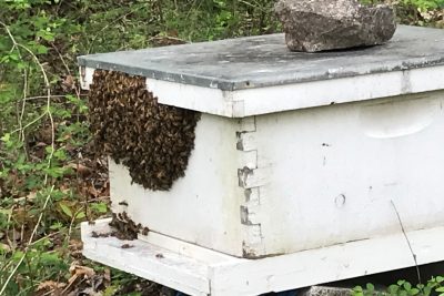 A bee hive box with many bees clumped to the outside.