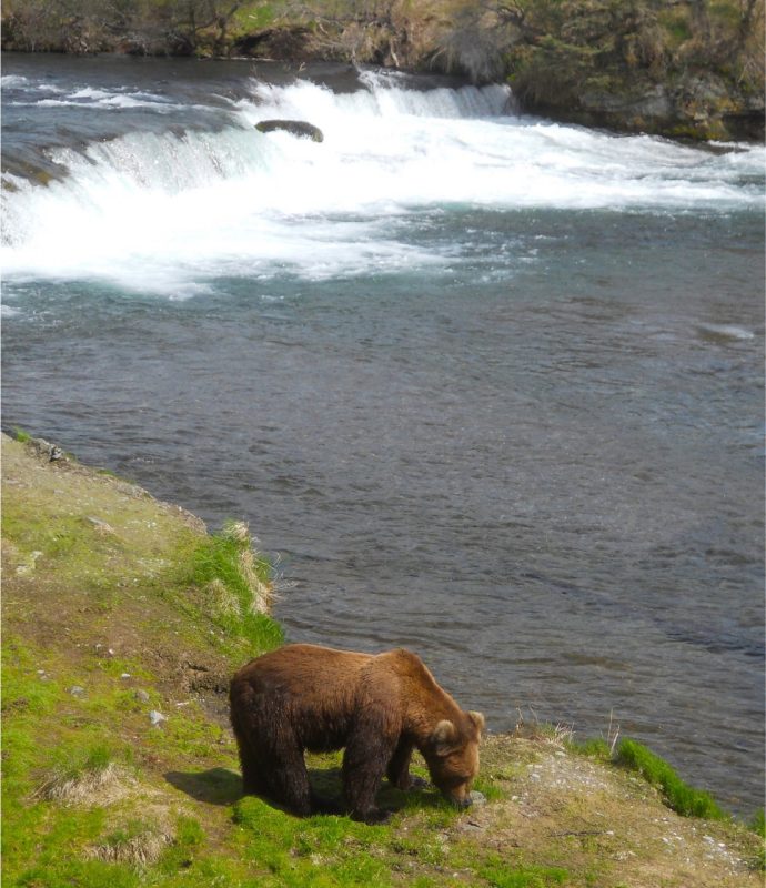 bear beside a river